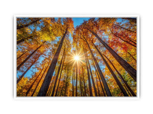 Sunshine 11 Framed Print