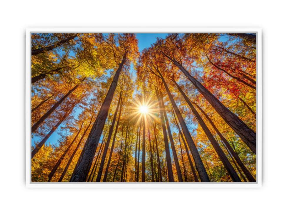 Sunshine 11 Framed Print