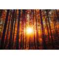 Sunshine 12