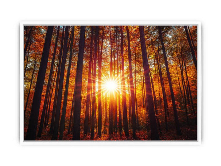 Sunshine 12 Framed Print