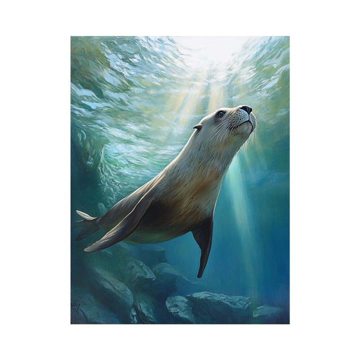 Australian Sea Lion