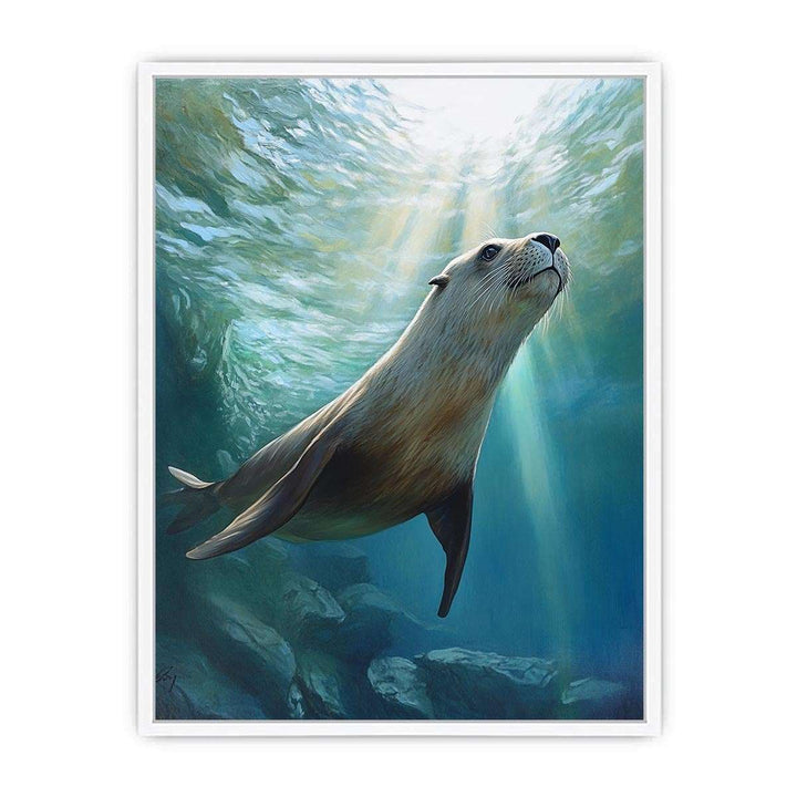 Australian Sea Lion Framed Print