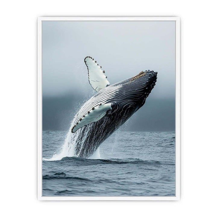 Humpback Whale Framed Print