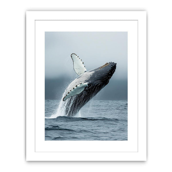Humpback Whale Streched canvas