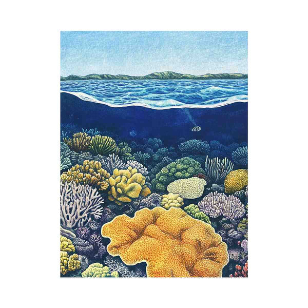 Coral of the Great Barrier Reef