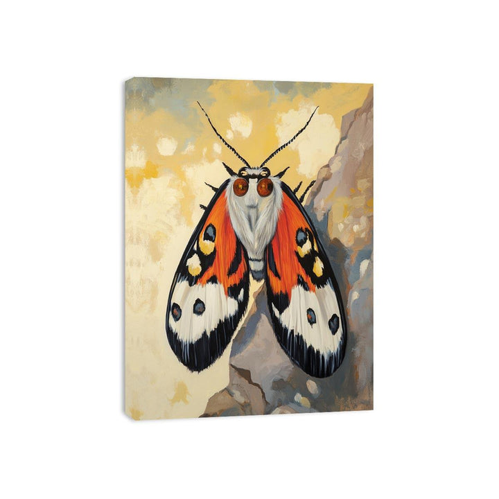 Bogong Moth Canvas Print