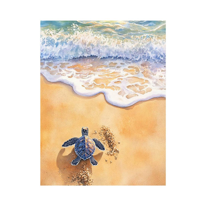 Baby Turtle