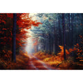 Autumn Forest