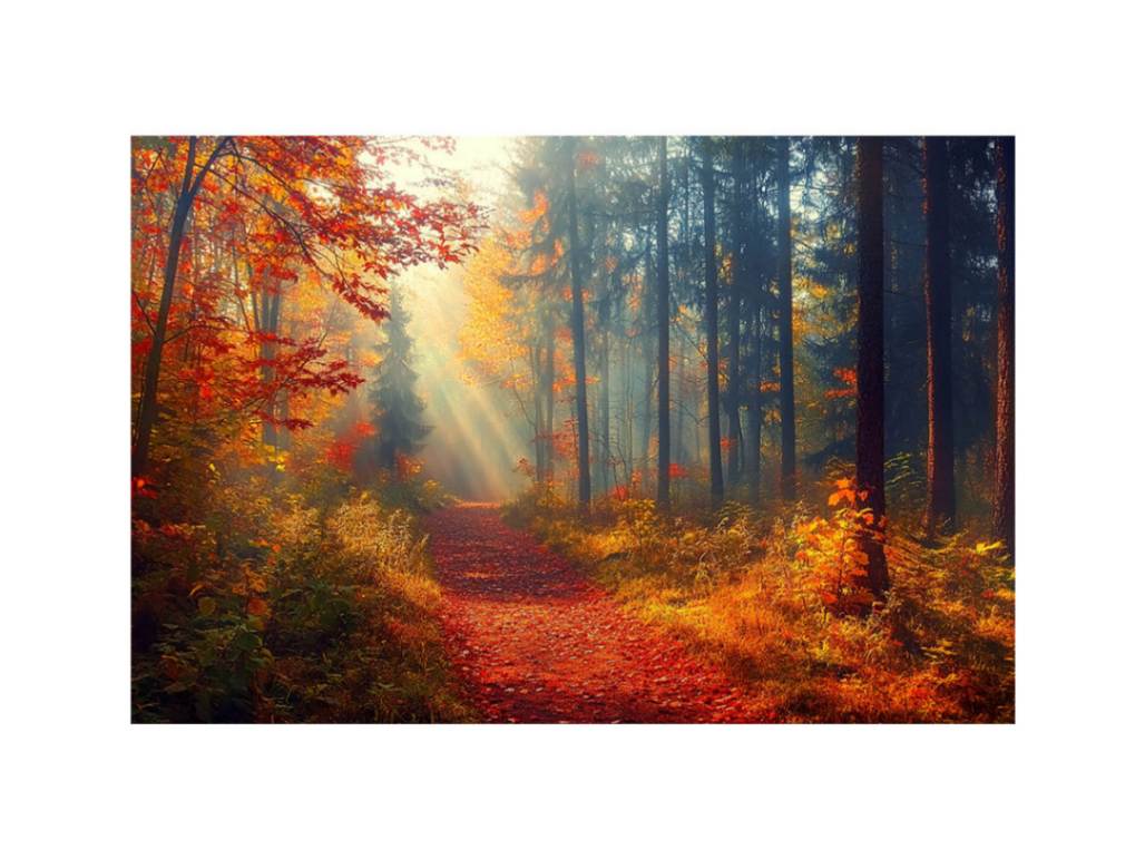 Autumn Forest Trees