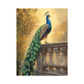 Peacock Sunset Glory 