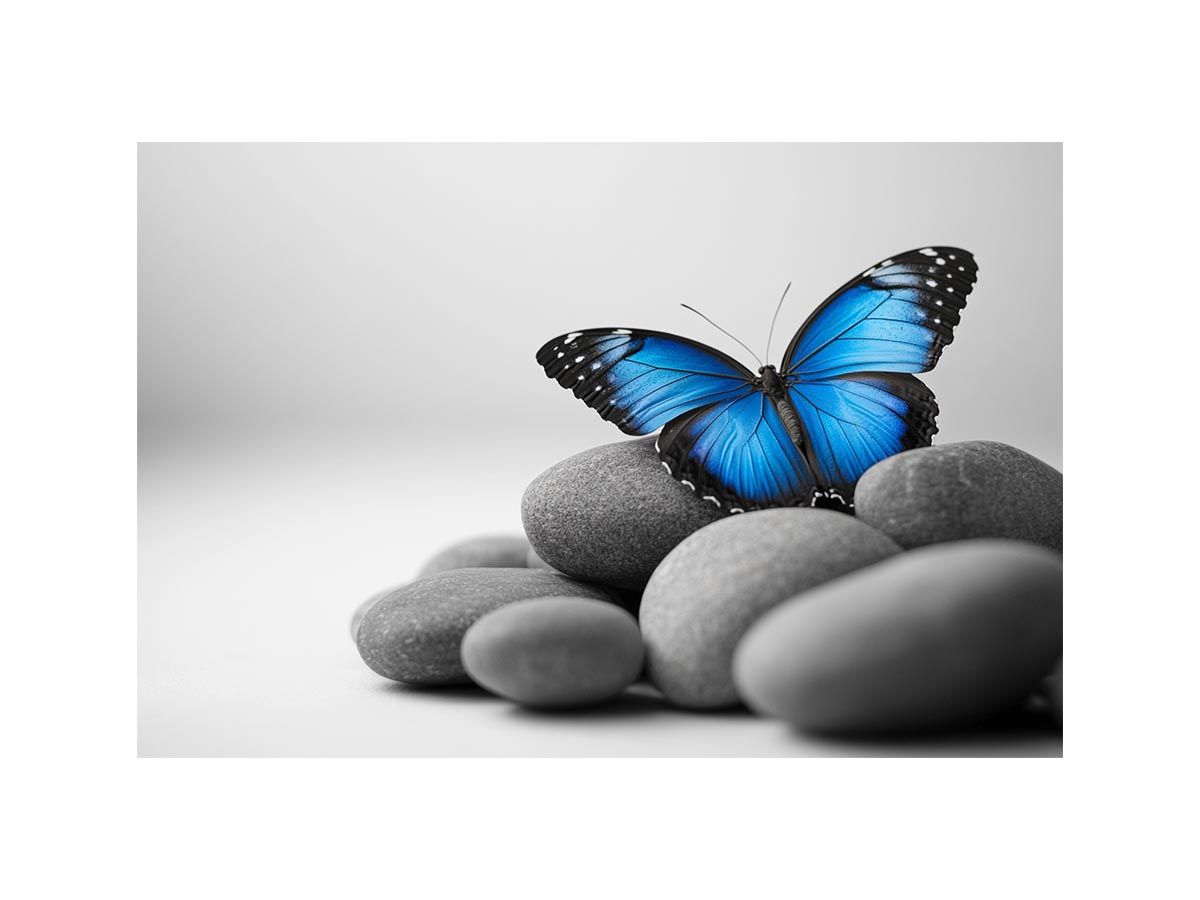 Wings Of Serenity
