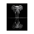 Serenade Of The Elephant