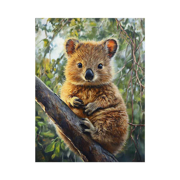 Quokka
