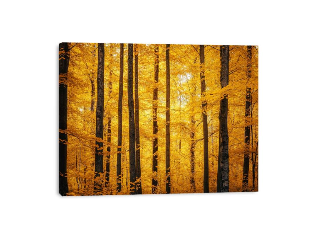 Flames Of Fall Canvas Print