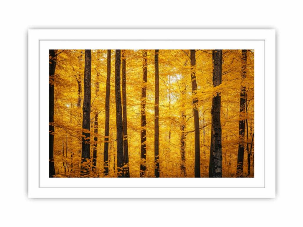 Flames Of Fall Streched canvas