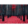 Red Maple Forest