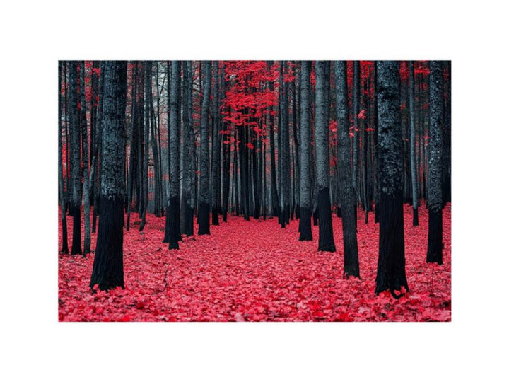 Red Maple Forest