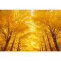 Golden Autumn Forest