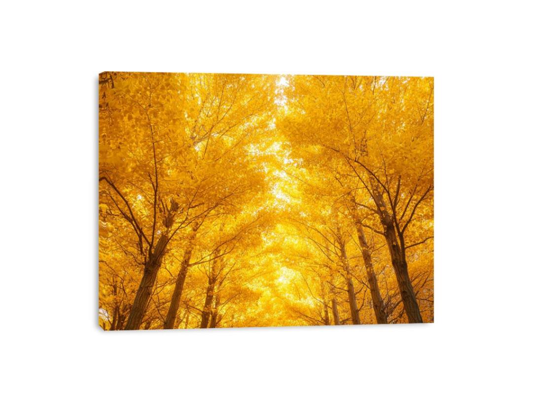 Golden Autumn Forest Canvas Print