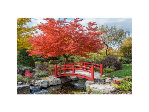 Japanese Maple