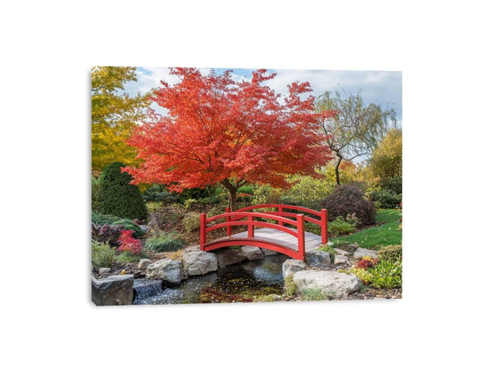 Japanese Maple Canvas Print