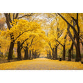 Autumn Scene