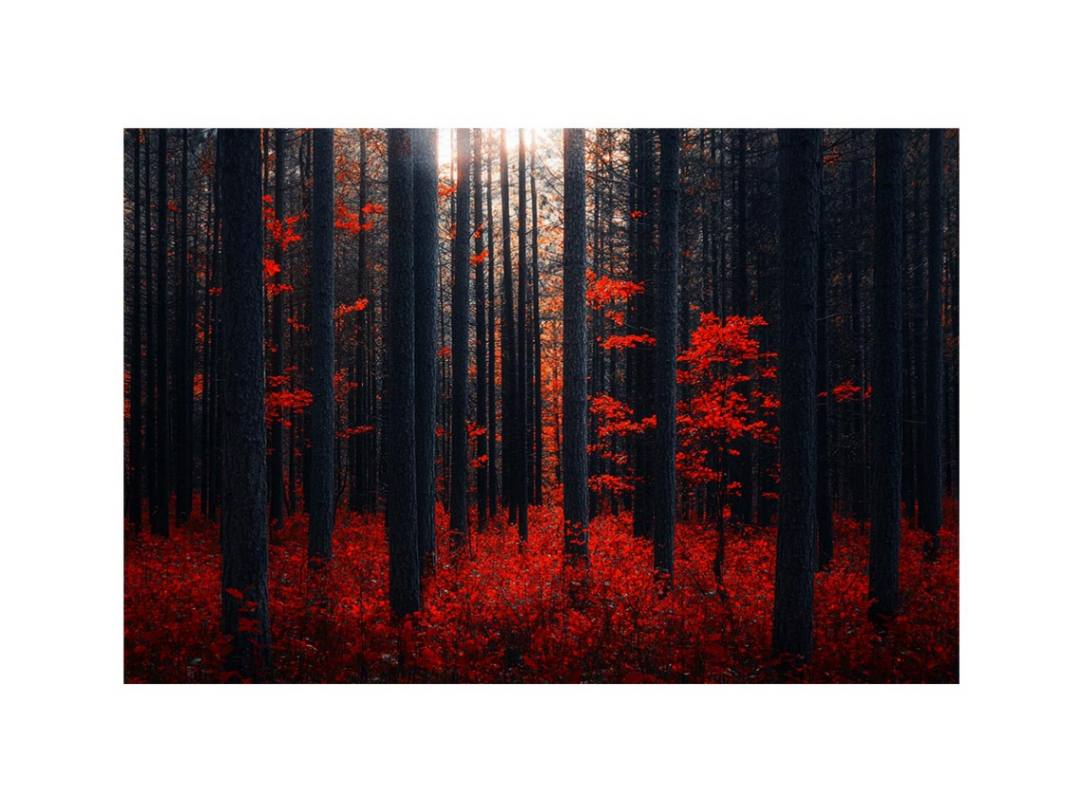 Dense Red Forest