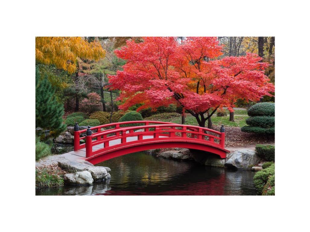 Vibrant Maple