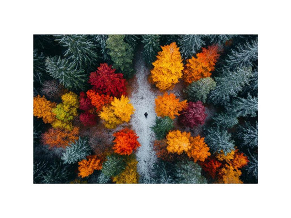 Autumn Serenade Of Trees