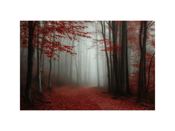 Misty  Red Forest