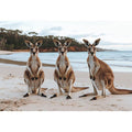 Sunset Hoppers