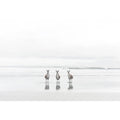 kangaroo On Beach