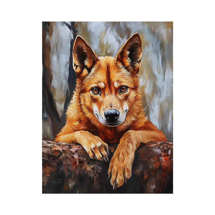Dingo