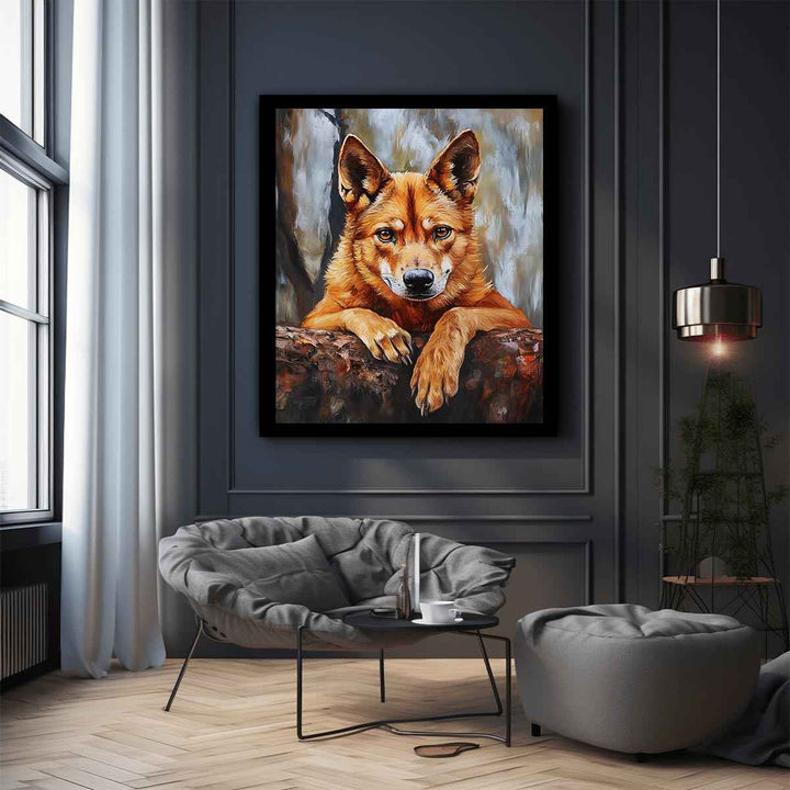 Dingo 