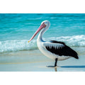 Pelican On Beach