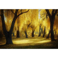 Golen willow Trees