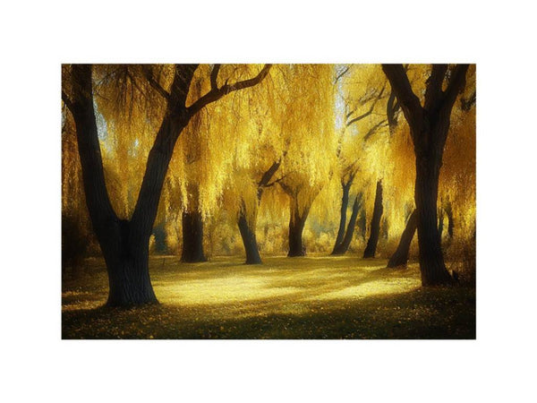 Golen willow Trees