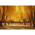 Autumn Shine