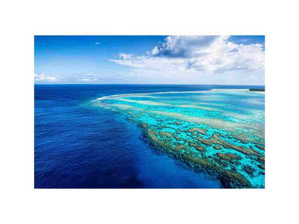 The Reef's Embrace
