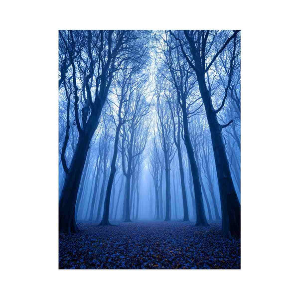 Misty Forest 