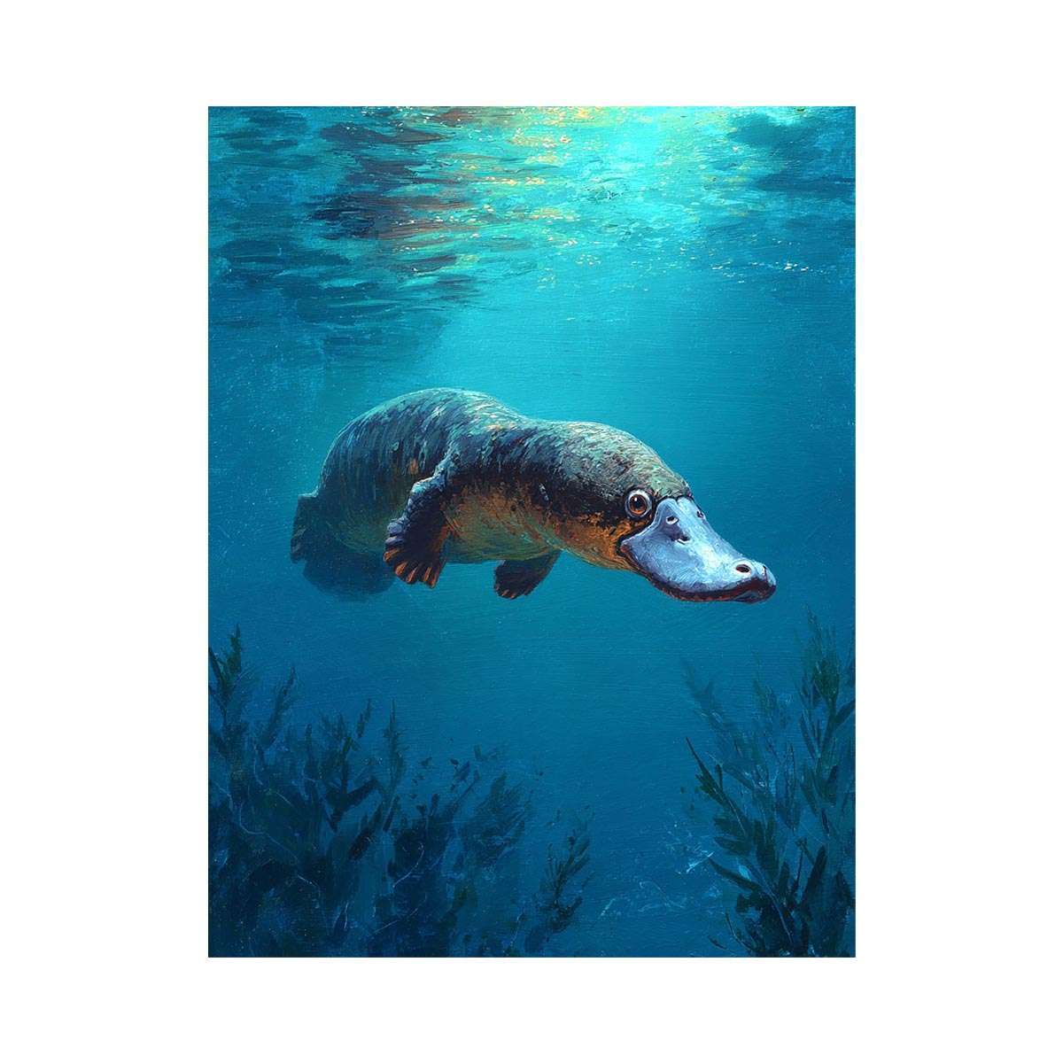 Platypus underwater wildlife canvas art for bathroom or coastal room decor.