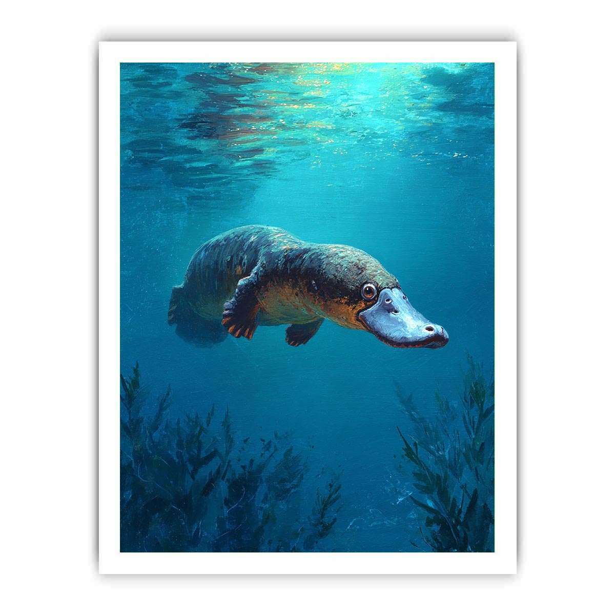 Platypus underwater wildlife canvas art for bathroom or coastal room decor.