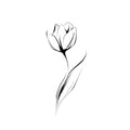 Tulip Illustration