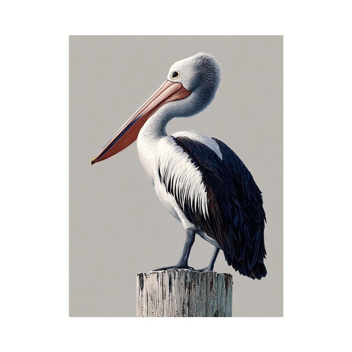 Pelican