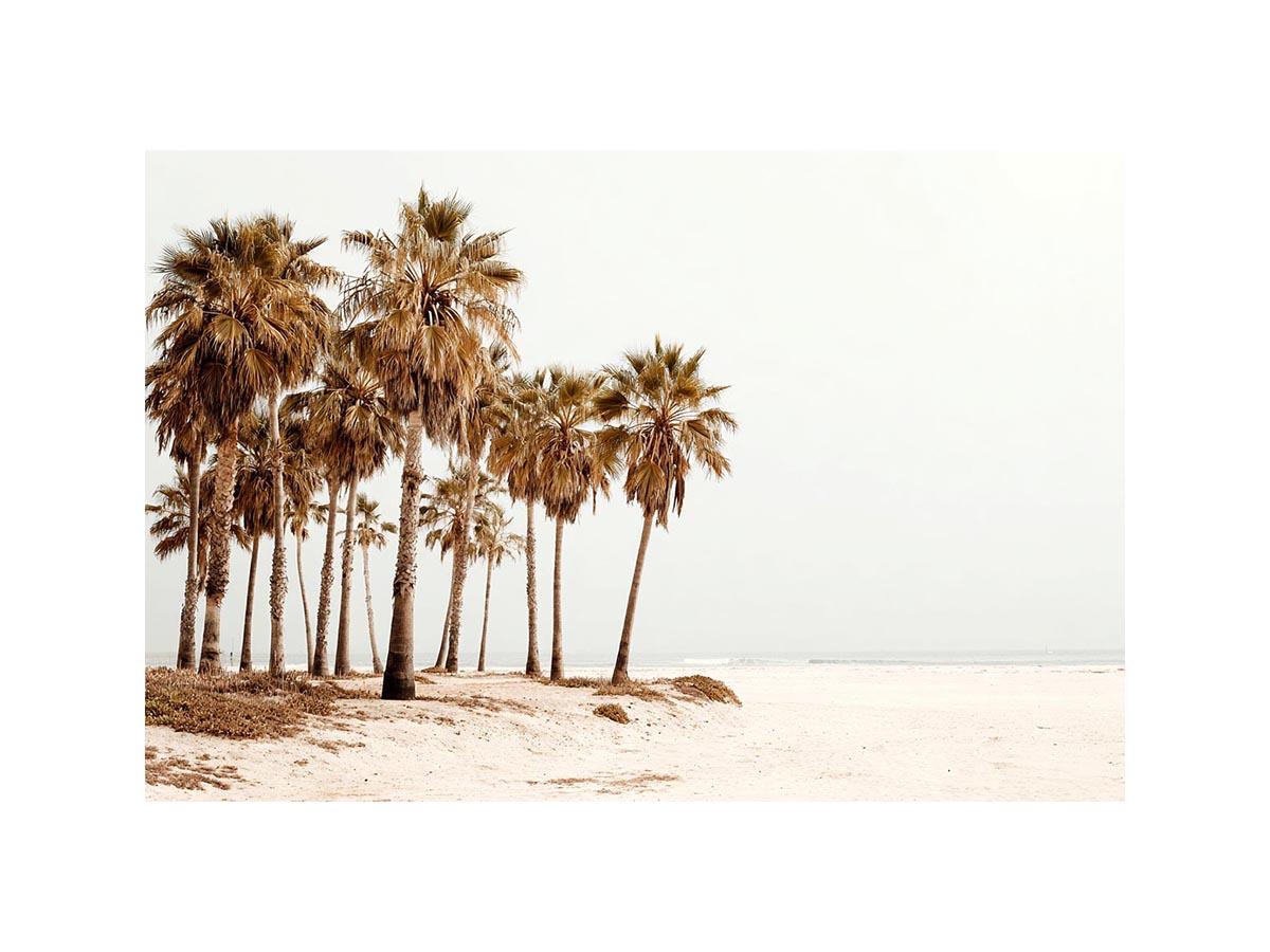 Neutral palm beach photography canvas art for coastal living room decor.
