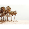 The Quiet Palm