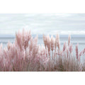 Pampas grass