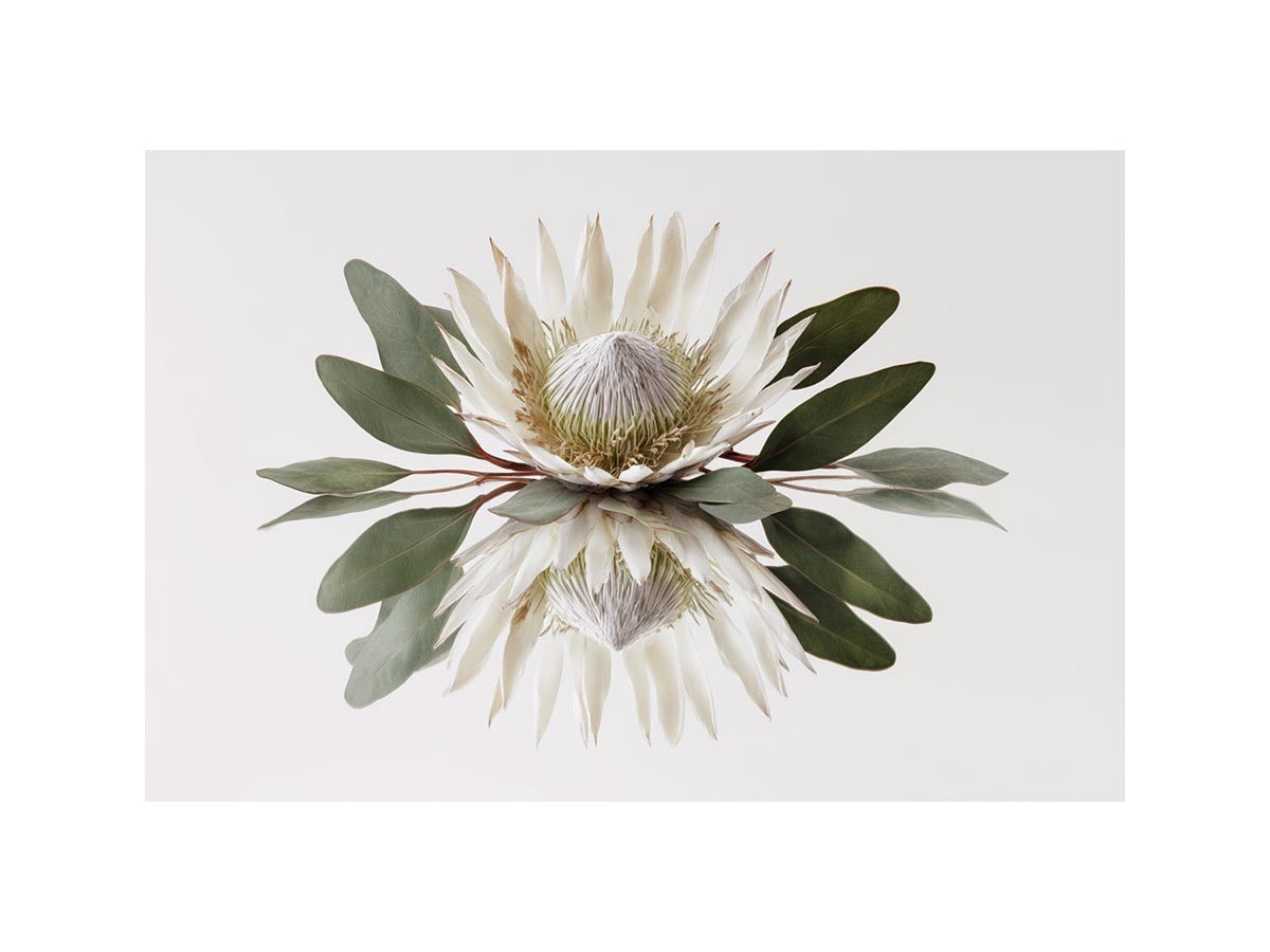 White protea botanical canvas art for serene bedroom or living room decor.