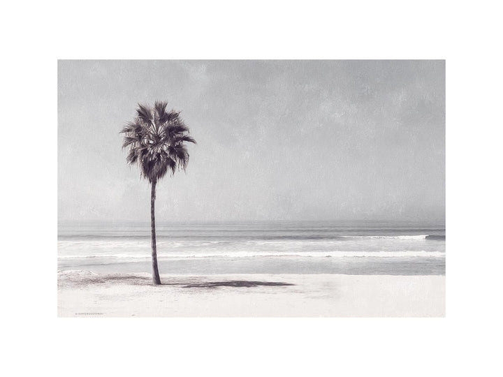 Palm on beach