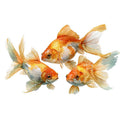 Gold Fish Watercolor  